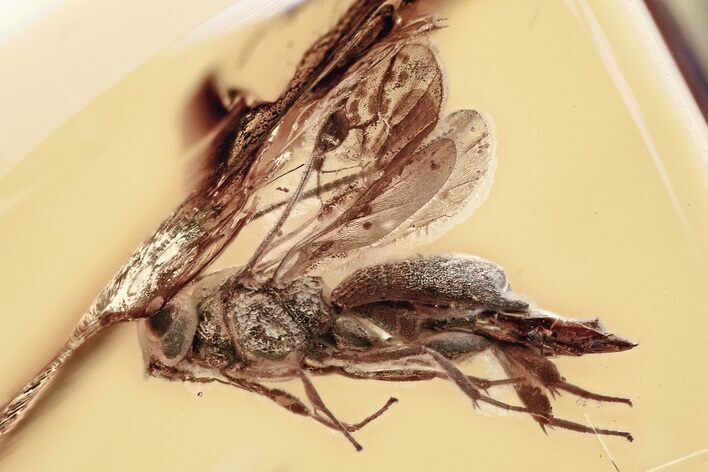 Detailed Fossil Parasitoid Wasp (Cheloninae) In Baltic Amber #362676
